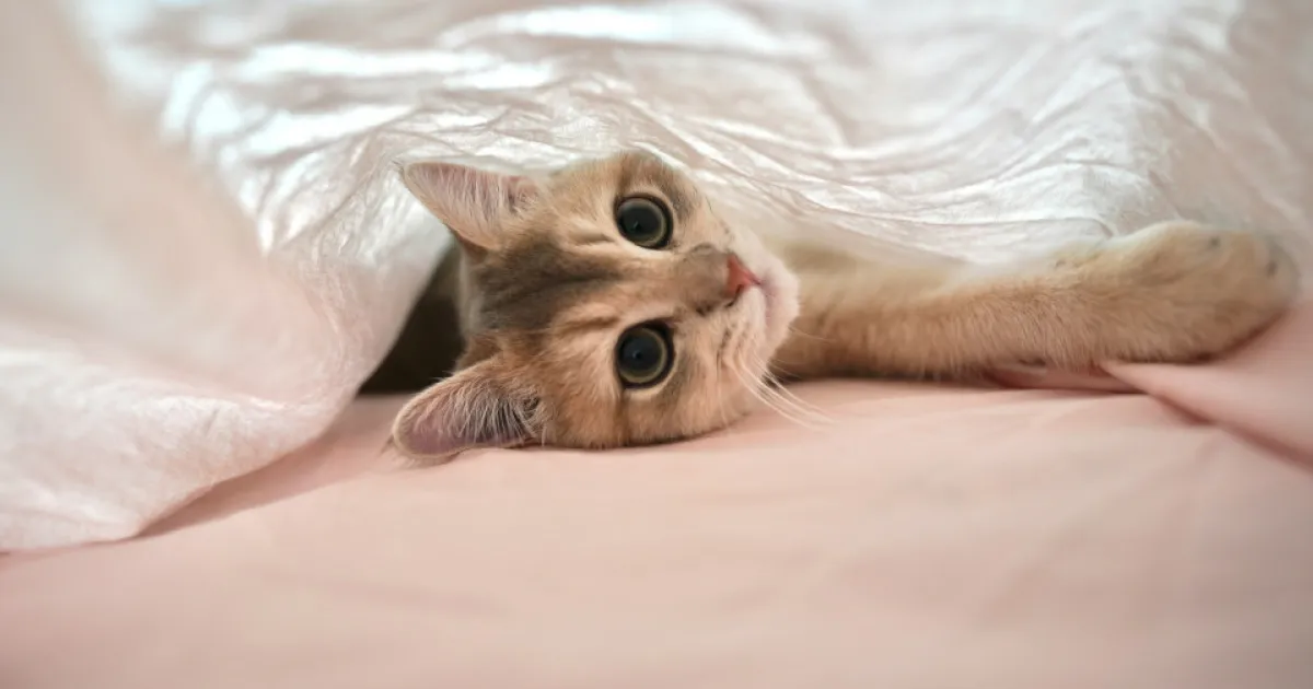 koshka