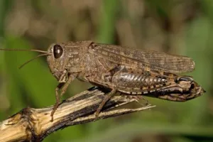 sarana
