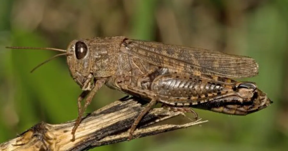 sarana