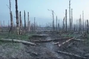 Лісництво - Лес