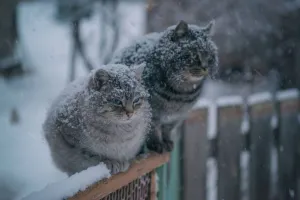 зима