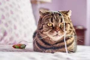 кот