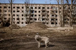 Собаки
