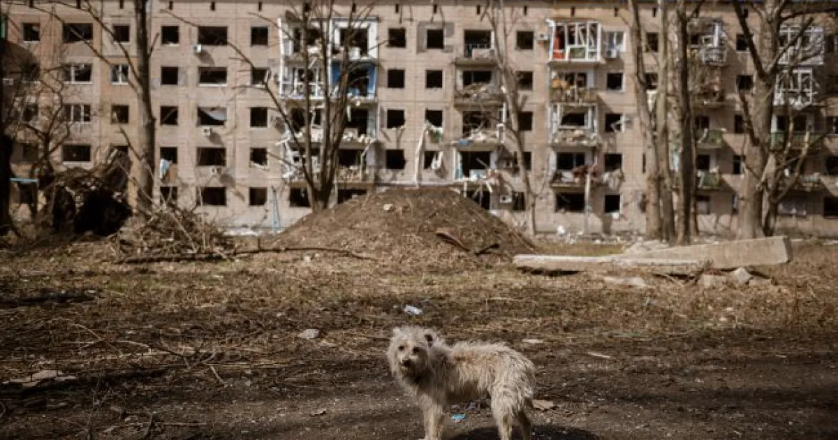 Собаки