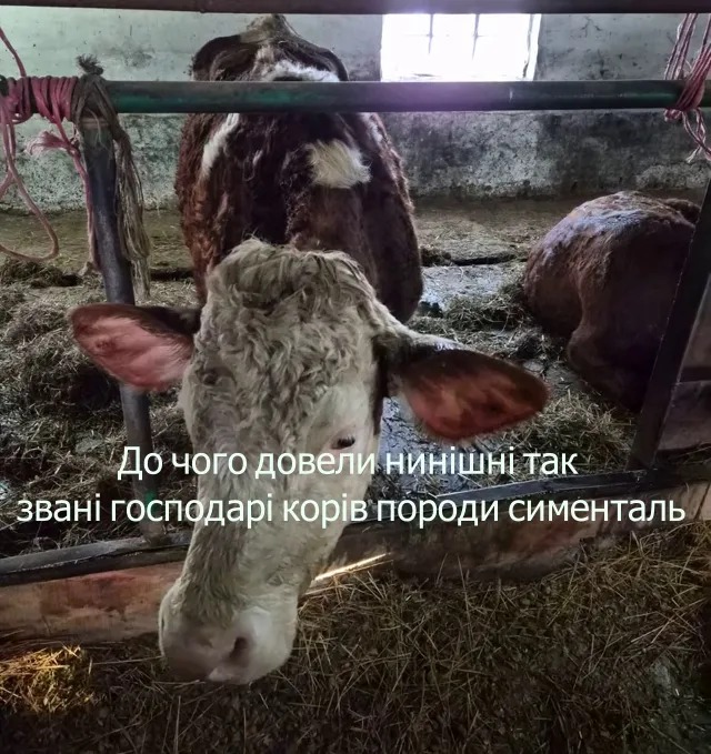 корови