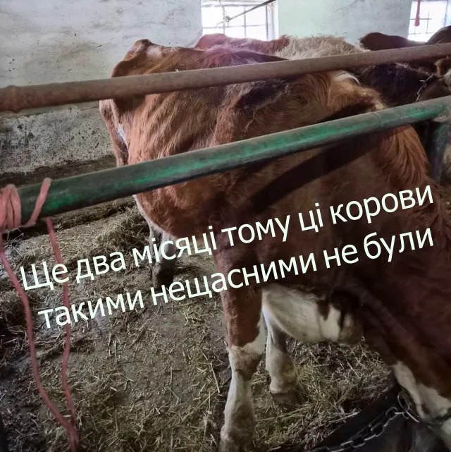 корови