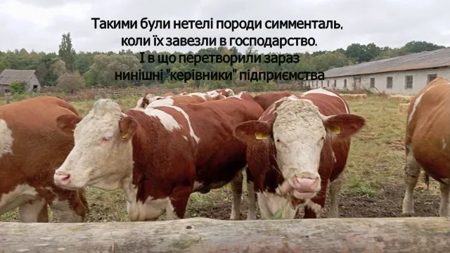 корови