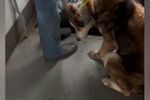sobaka