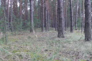 глушь