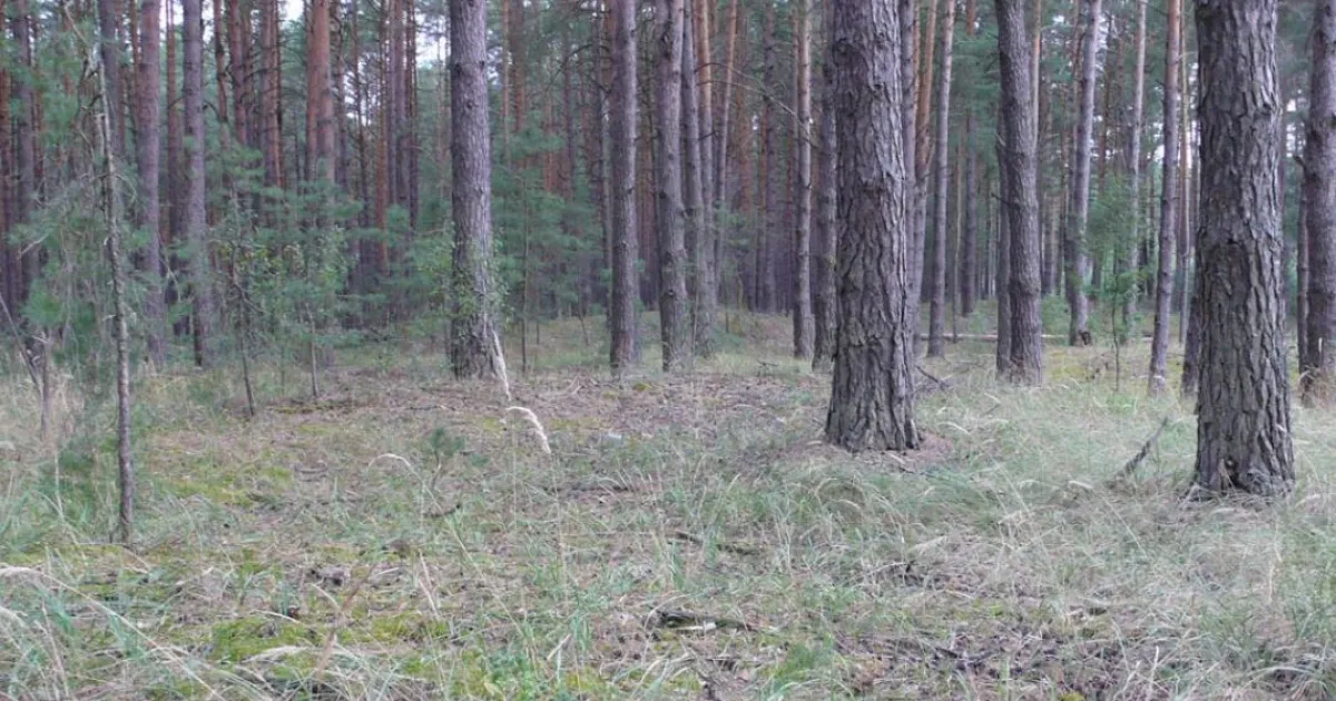 глушь