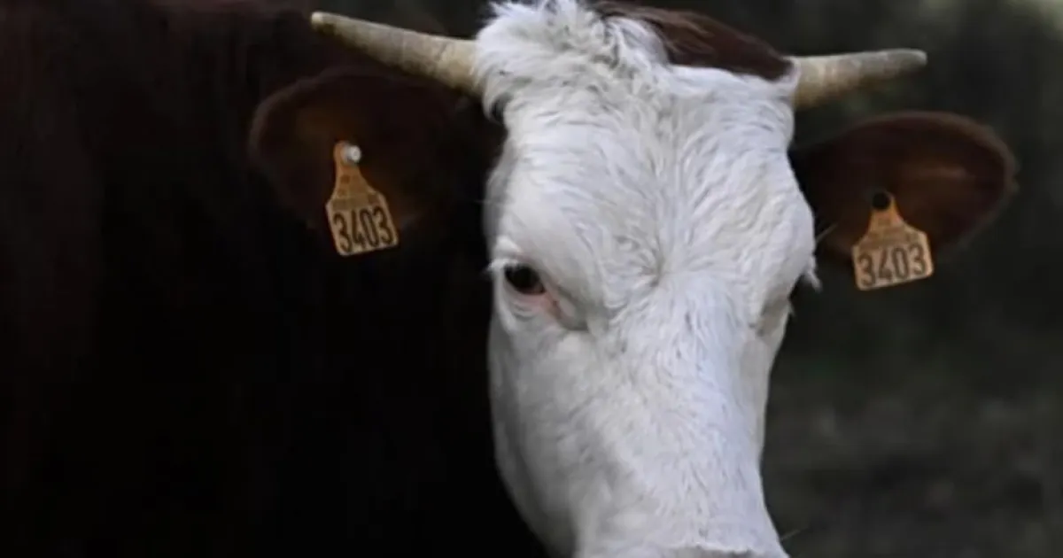korova
