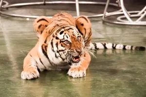tigr