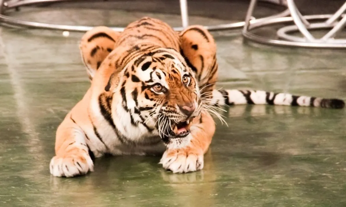 tigr