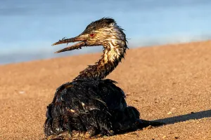 Краснодарский край