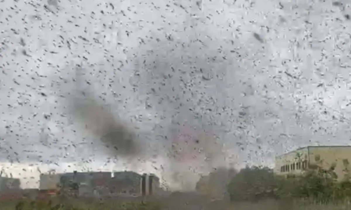 комары