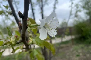 Весна
