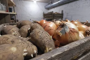 Урожай