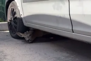 косуля