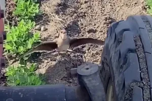 ptashka